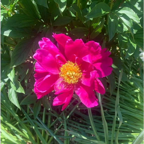 COPY - LISTING FOR LIVE SHOWS…..UNLISTED ITEMS….CLOTHING…SHOES…BAGS…BELTS - Picture 1 of 1